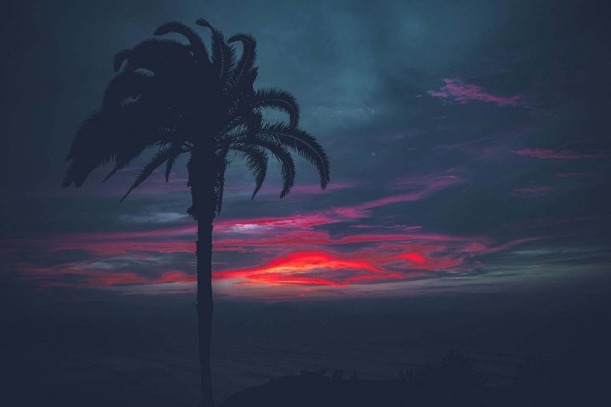 palm tree black tree under gray and black sky at golden hour tree